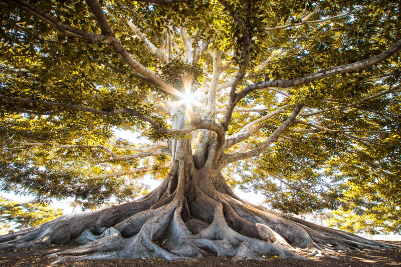 Large tree with strong roots symbolising strength, and sunshine through representing growth via professional supervision 